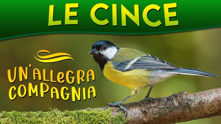 Tipi di Cince: Guida alle Diverse Specie e Caratteristiche