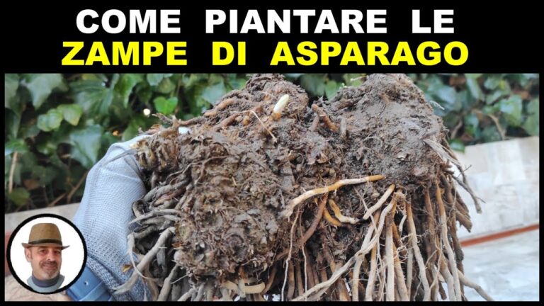 Guida alla Piantagione degli Asparagi