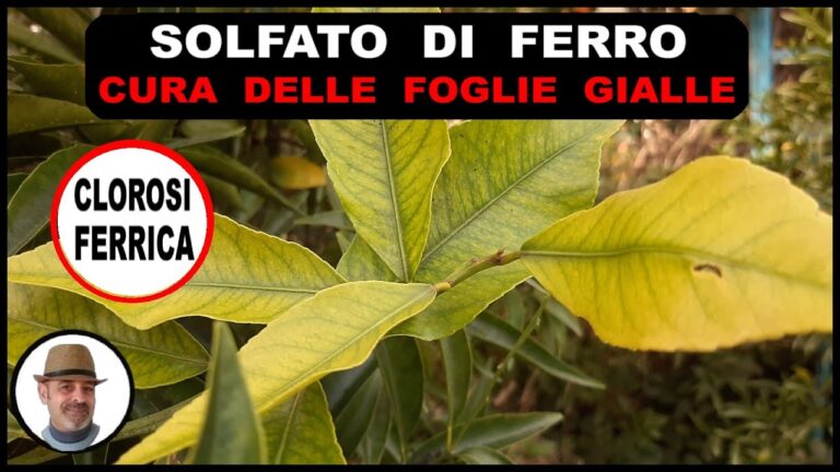 Guida alla Clorosi Ferrica nella Gardenia: Cause e Rimedi
