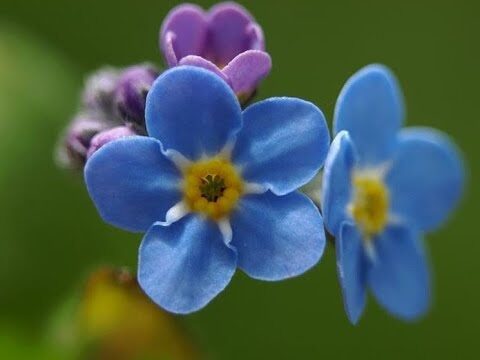 Non ti scordare di me: Il fiore dell’amore eterno