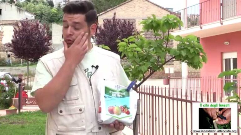Soluzioni Antifungine per Piante: Proteggi il Tuo Giardino