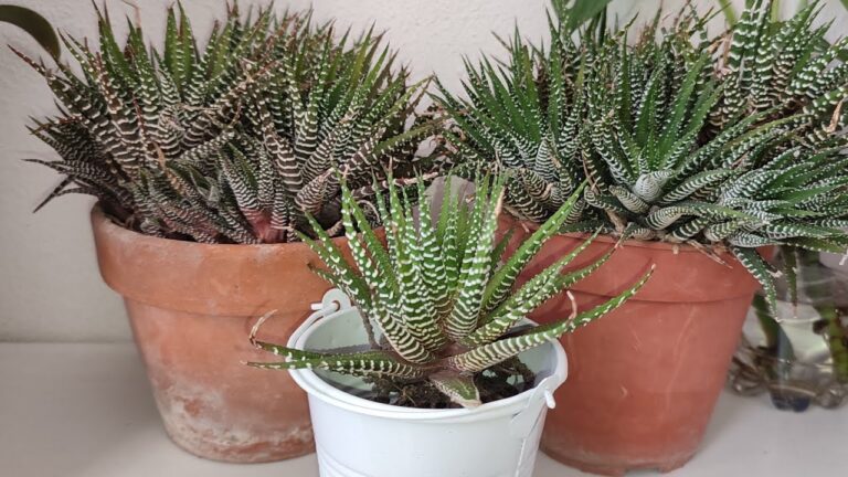 Cactus Zebrato: Cura e Caratteristiche Essenziali