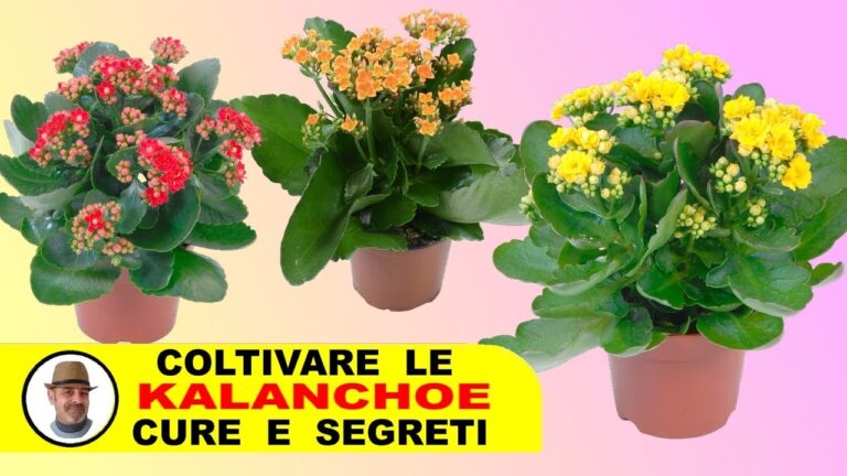 Cura del Kalanchoe Daigremontiana: Guida Essenziale