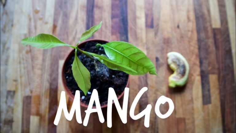 Seme Mango Muffa: Guida alla Prevenzione e Cura
