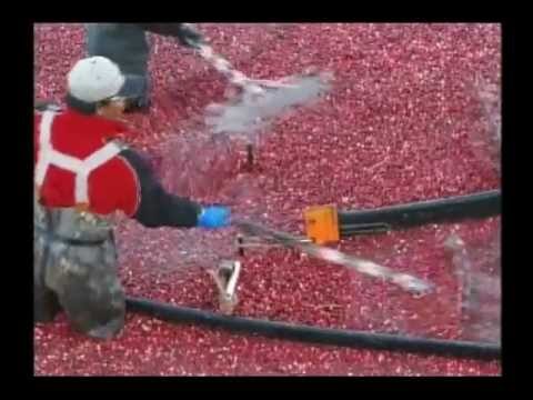 Guida Essenziale alla Coltivazione del Mirtillo Rosso