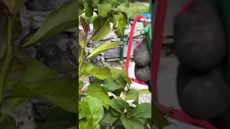 Sapone Molle: Il Segreto per Orchidee Sane e Fiorenti