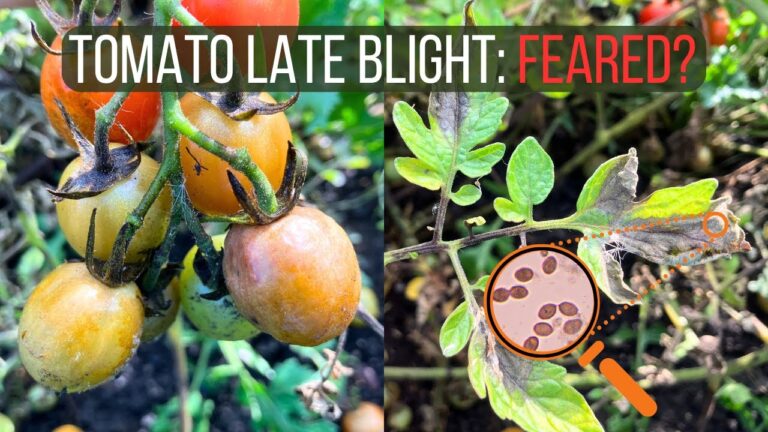 Strategie di Controllo per Phytophthora Cura