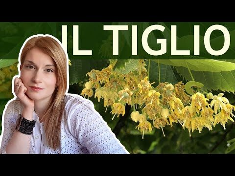 Malattie del Tiglio: Identificazione e Prevenzione