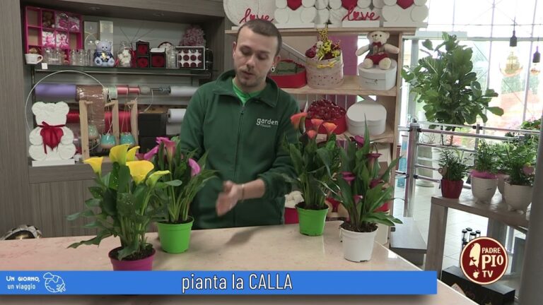 Il Significato del Fiore Calla: Simbolismo e Interpretazioni