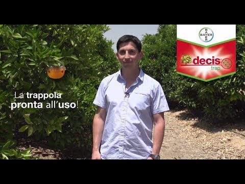 Decis Trap Prezzo: Guida all’Acquisto e Risparmio