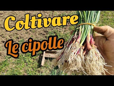 Guida alla Semina delle Cipolle di Tropea