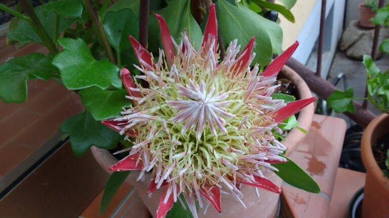 Costo del Fiore di Protea: Guida all’Acquisto e Manutenzione