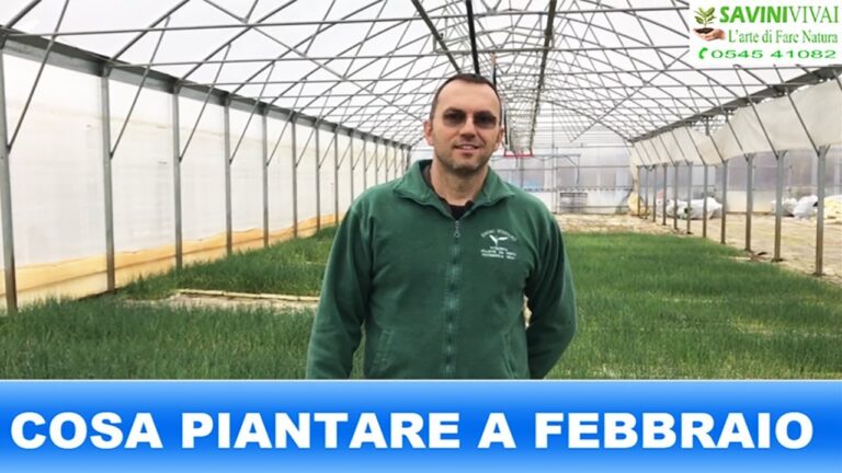 Bulbi da Piantare a Febbraio: Guida Essenziale per il Giardiniere