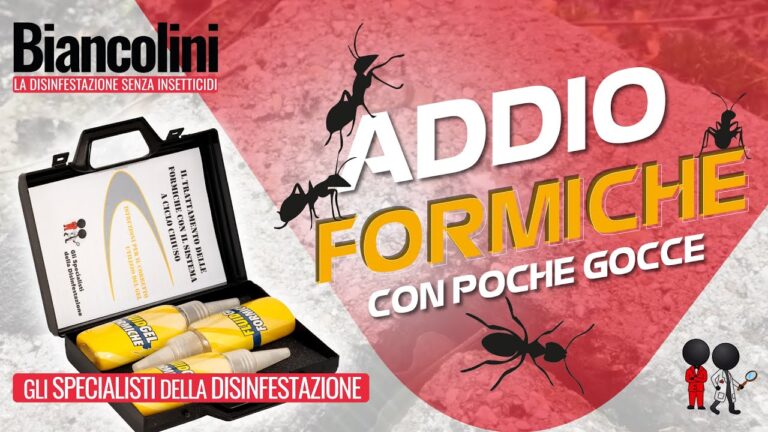 Miglior Insetticida per Formiche: Guida all’Utilizzo Efficace