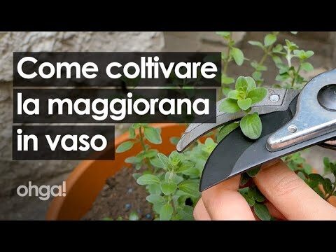 Guida alla Coltivazione delle Piantine di Maggiorana