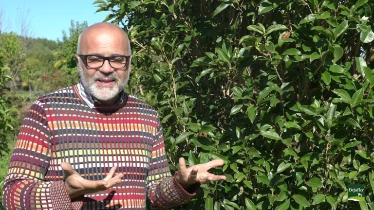Olea Fragrans Arancio: Il Profumo della Naturalezza