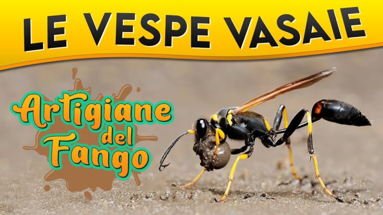 Vespa a Due Corpi: Innovazione e Stile Unico