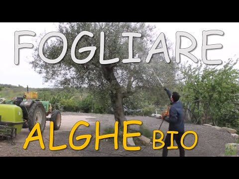 Concime Fogliare con Alghe Marine: Vantaggi e Applicazioni