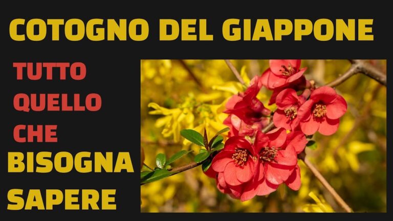 Prezzo del Pesco Giapponese: Guida all’Acquisto e Valutazione