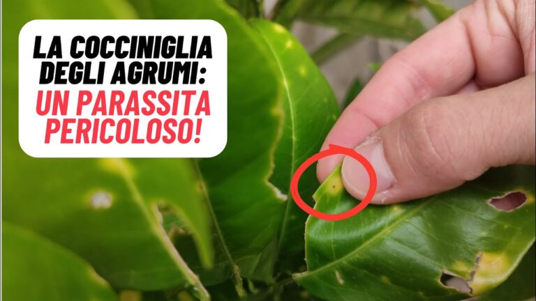 Controllo Efficace della Cocciniglia Gialla nel Giardino