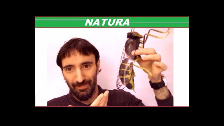 Tipi di Vespidae: Guida Completa alle Variet&agrave; di Vespe
