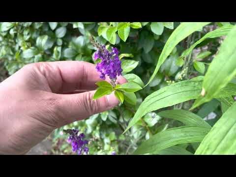 Fiori Lilla Spontanei: Bellezza Naturale e Curiosità