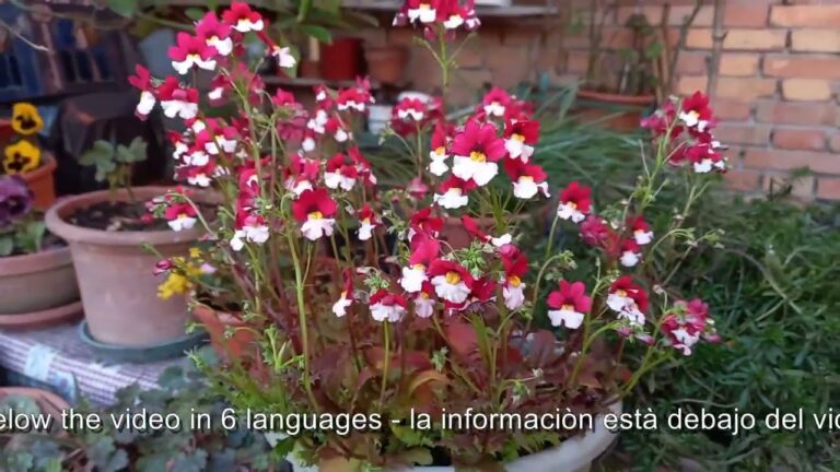 Guida all’Esposizione Ideale per la Nemesia