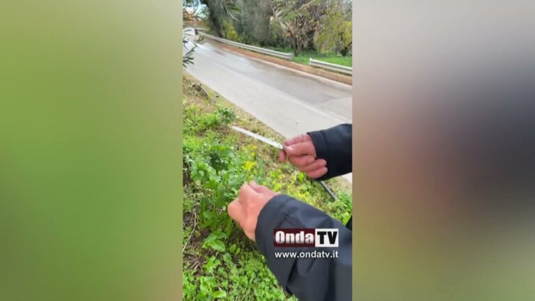 Senape Selvatica Velenosa: Rischi e Precauzioni