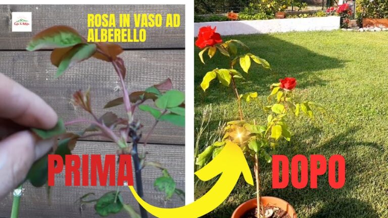 Coltivare il Rose Alberello in Vaso: Guida Pratica e Consigli Utili