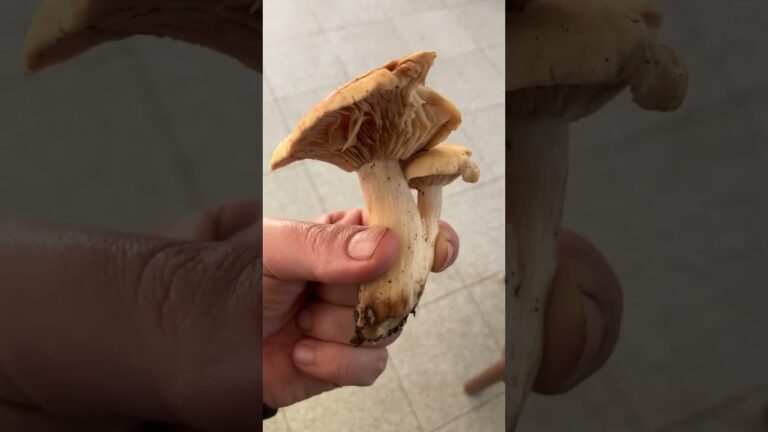 Carpoforo Fungo: Esplorando la Sua Importanza Ecosistemica
