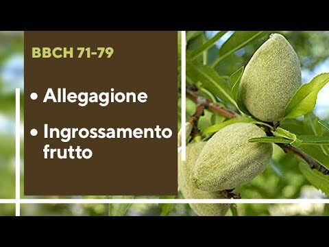Guida al Calendario dei Trattamenti per il Mandorlo