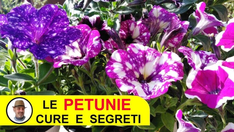 Prezzi Competitivi per Surfinia: Guida all’Acquisto