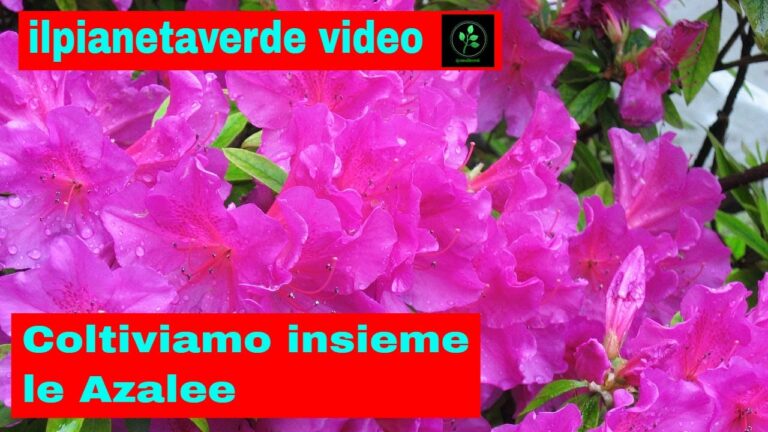 Azalea: Resistenza al Freddo e Cura Ottimale