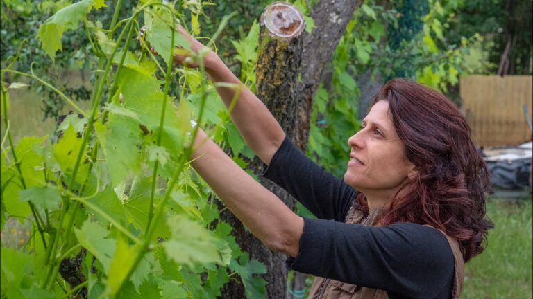 Femminella Vite: L’Eccellenza del Vino Italiano