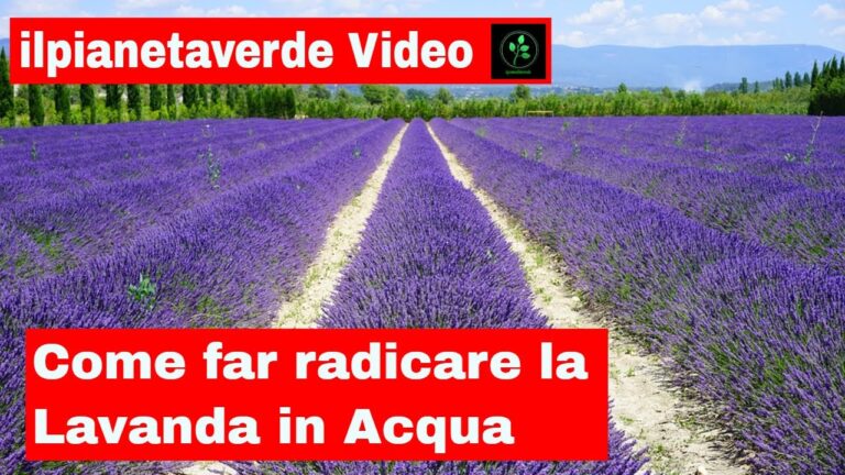 Coltivare la Talea di Lavanda in Acqua: Guida Pratica