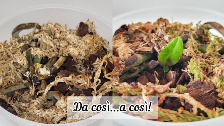 Come Rivitalizzare un’Orchidea Senza Foglie
