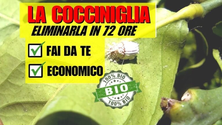 Miglior Insetticida per Combattere la Cocciniglia