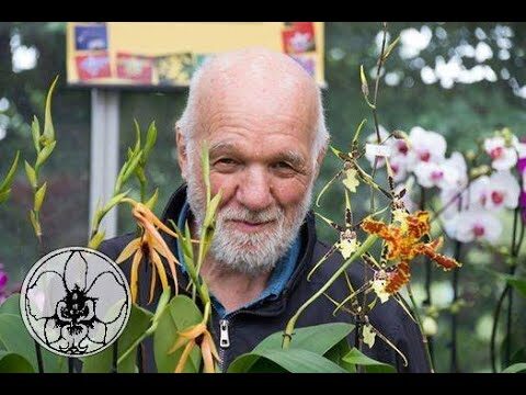 Durata della Fioritura delle Orchidee: Cosa Sapere