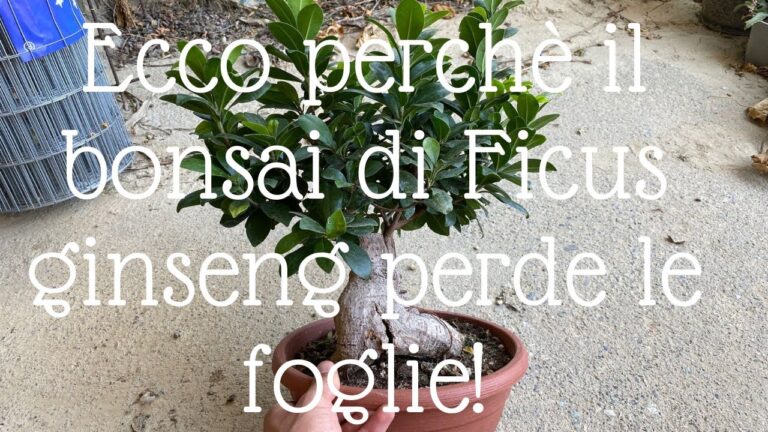 Il significato del bonsai ginseng