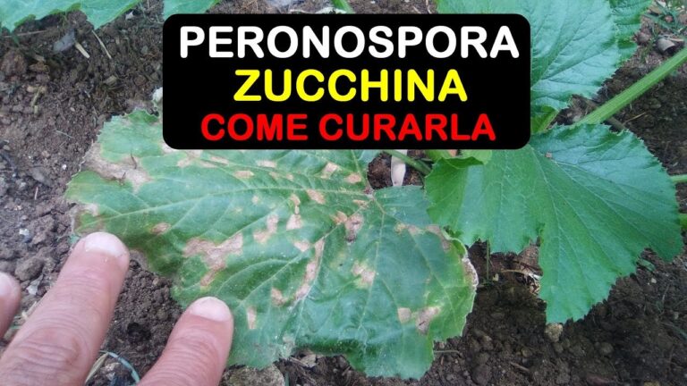Prevenzione e Controllo della Peronospora delle Zucchine