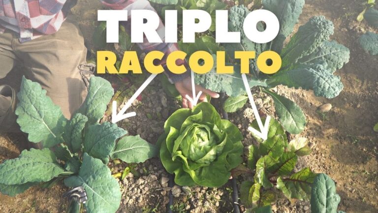 Guida alla Tabella delle Distanze per Ortaggi