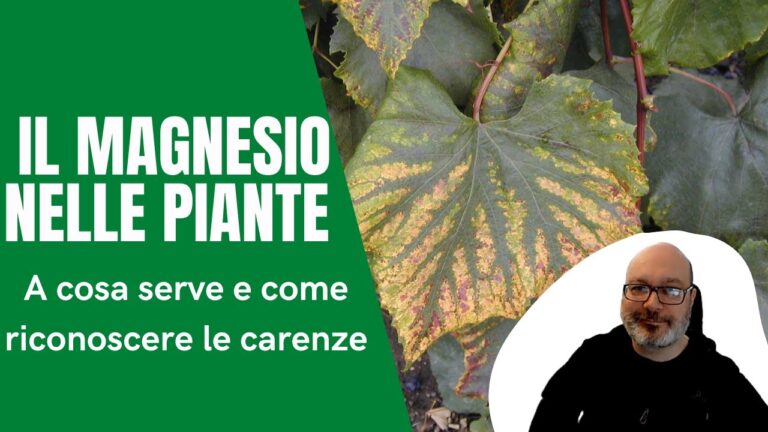Carenza di Magnesio nelle Piante: Cause e Soluzioni