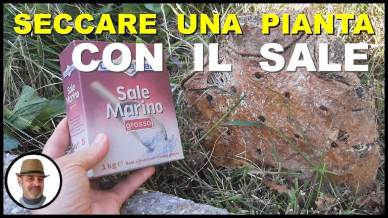 Guida Pratica per Seccare una Palma: Consigli e Tecniche Efficaci