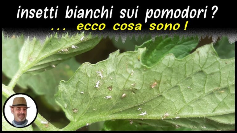 Guida alle Bestioline Bianche in Casa: Riconoscere e Gestire Infestazioni
