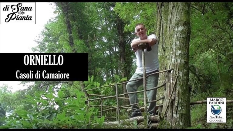 Differenze tra Frassino e Orniello
