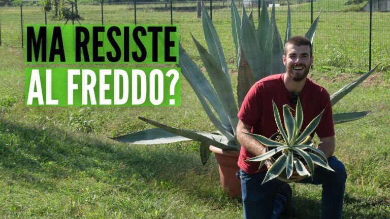 Varietà di Agave: Scopri le Tipologie e i Loro Usi