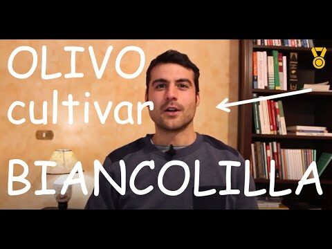 Differenze tra Nocellara e Biancolilla: Guida Comparativa