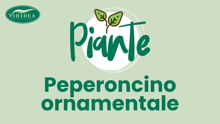 Peperoncini Non Commestibili: Riconoscerli e Prevenirne i Rischi