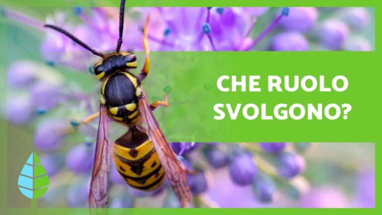 Nutrizione delle Vespe: Cosa Mangiano?
