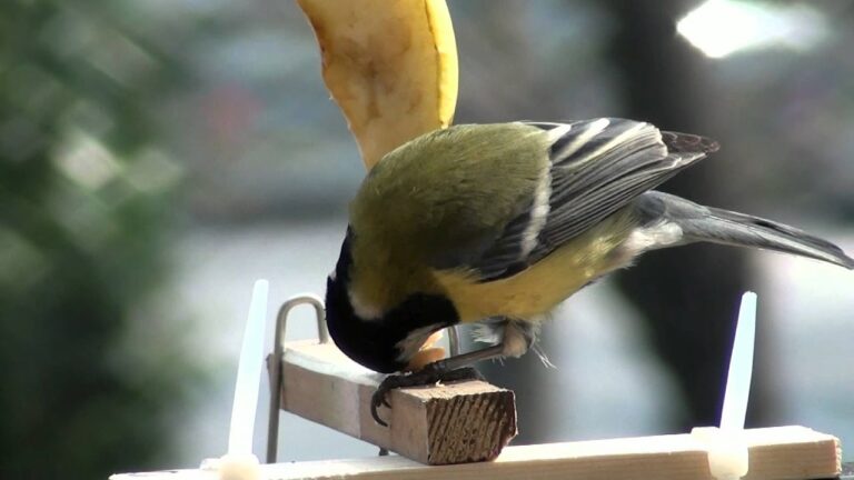 Cinciallegra: Prezzo e Curiosità sull’Uccello Colorato